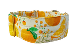 NEW! Citrus 2" Collar