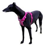 Ruffwear Front Range Harness