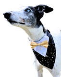 NEW! Holiday Pup Tux - Golden Starlight 🌠🌟