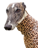 Leopard Long Sleeved Greyhound T-Shirt - just 1 size medium left!