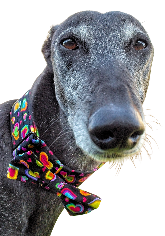 NEW! Bow Tie - Rainbow Hearts