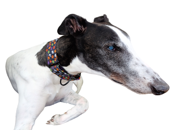 NEW LIMITED EDITION Colourful Pumpkins 1.5 Collar Greyt Stuff NZ