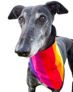 Bandana/Scarf - Rainbow Stripes