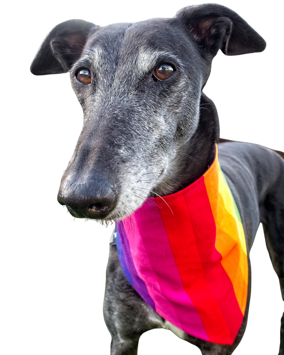 Bandana/Scarf - Rainbow Stripes
