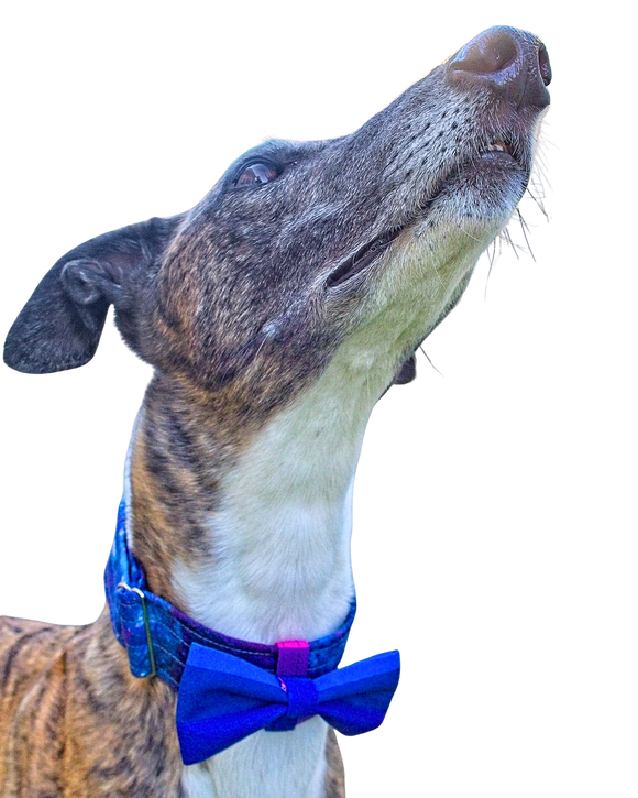 NEW! Bow Tie - Blue/Purple Rainbow Stripes