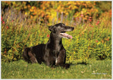 2025 Greyhounds as Pets Calendar