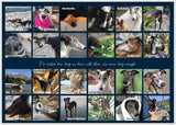 2025 Greyhounds as Pets Calendar