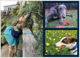 2025 Greyhounds as Pets Calendar