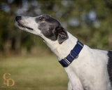 Navy webbing 1.5" Collar
