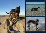 2025 Greyhounds as Pets Calendar