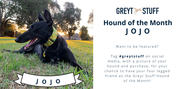 Greyt online hound collars