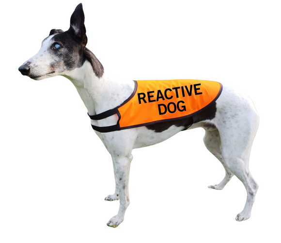 NEW! Custom Hi-Vis Vest