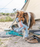 NEW! Dinosaur Plush Toy