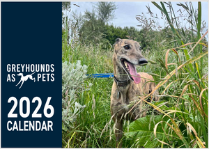 2026 Greyhounds as Pets Calendar - PREORDER