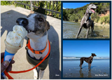 2026 Greyhounds as Pets Calendar - PREORDER