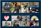 2026 Greyhounds as Pets Calendar - PREORDER