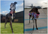 2026 Greyhounds as Pets Calendar - PREORDER