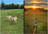 2026 Greyhounds as Pets Calendar - PREORDER