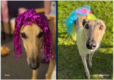 2026 Greyhounds as Pets Calendar - PREORDER
