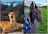2026 Greyhounds as Pets Calendar - PREORDER