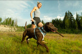 NEW! Ruffwear Front Range Flex Harness