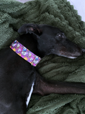 NEW! Ghosts & Pumpkins 1.5" Collar