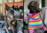 NEW! 2027 Greyhounds as Pets Calendar