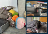 NEW! 2027 Greyhounds as Pets Calendar