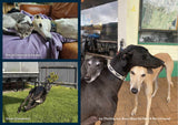 NEW! 2027 Greyhounds as Pets Calendar