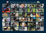 NEW! 2027 Greyhounds as Pets Calendar