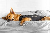 ThunderShirt - the effective solution for dog anxiety ON SALE