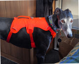 Ruffwear Webmaster Harness - PREORDER