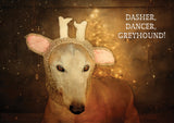 NEW! Greyhound Christmas Cards - Cathy Dee Photography