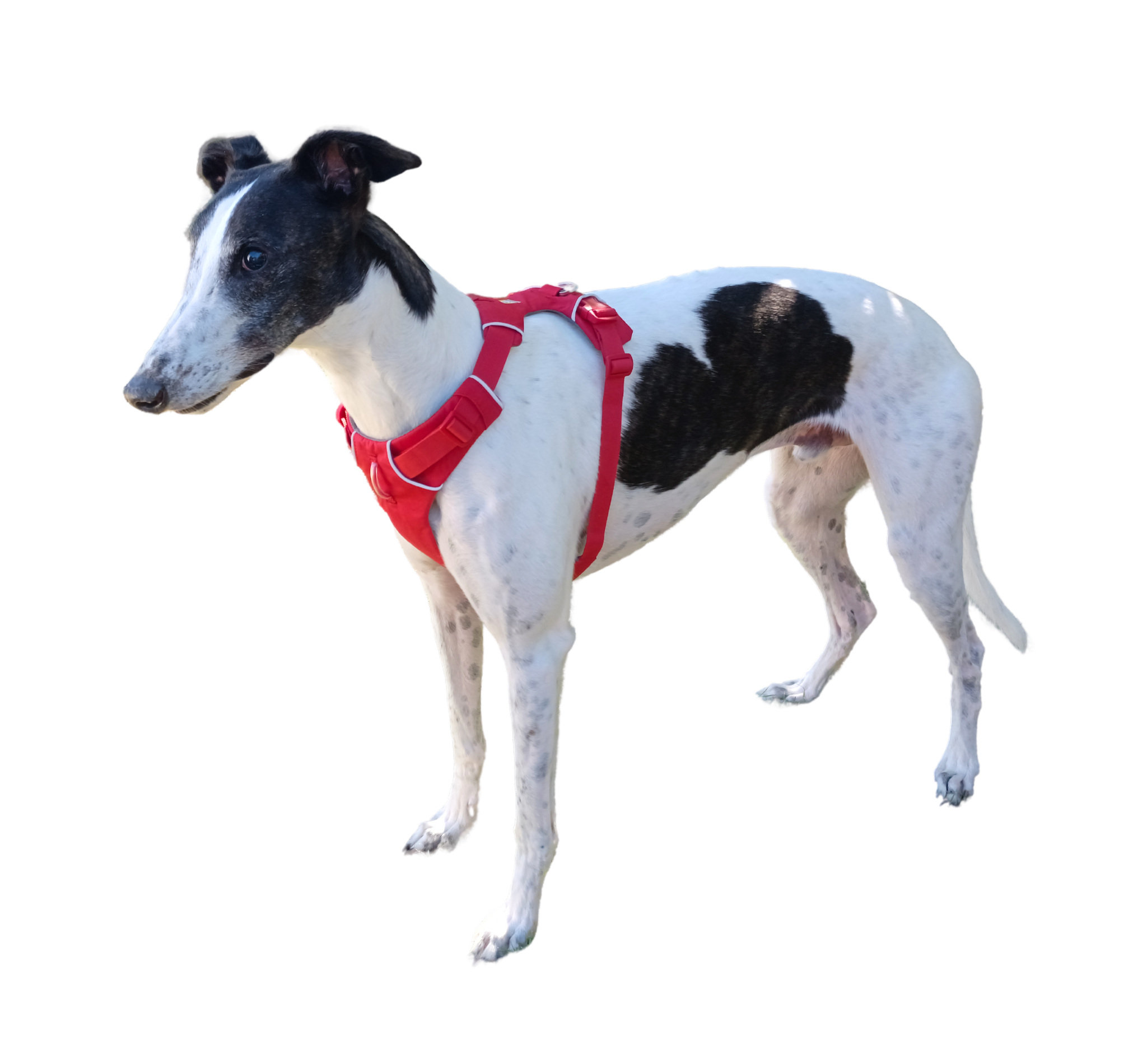 Greyhound walking harness best sale